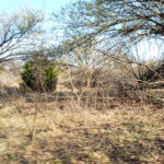 Hunting Land Cattle Pasture