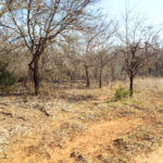Hunting Land Cattle Pasture