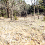 Hunting Land Cattle Pasture