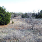 Hunting Land Cattle Pasture