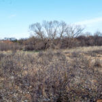 Hunting Land Cattle Pasture