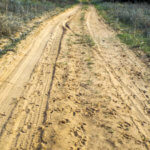 Hunting Land Cattle Pasture