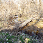 Hunting Land Cattle Pasture