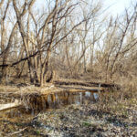 Hunting Land Cattle Pasture