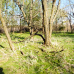 Hunting Land Cattle Pasture