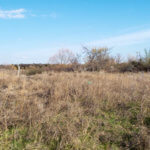 Hunting Land Cattle Pasture