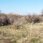 Hunting Land Cattle Pasture