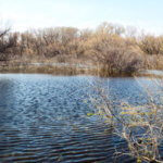 Hunting Land Cattle Pasture