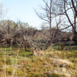 Hunting Land Cattle Pasture