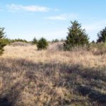 Hunting Land Cattle Pasture