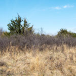 Hunting Land Cattle Pasture