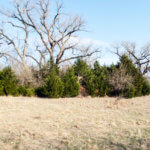 Hunting Land Cattle Pasture