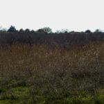 Hunting Land Cattle Pasture