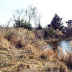 Hunting Land Cattle Pasture