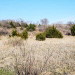 Hunting Land Cattle Pasture