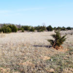 Hunting Land Cattle Pasture