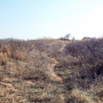 Hunting Land Cattle Pasture