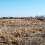 Hunting Land Cattle Pasture