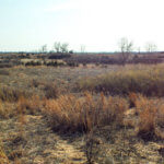 Hunting Land Cattle Pasture