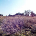 Hunting Land Cattle Pasture