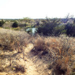 Hunting Land Cattle Pasture