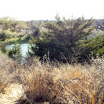 Hunting Land Cattle Pasture