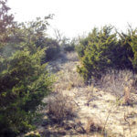 Hunting Land Cattle Pasture