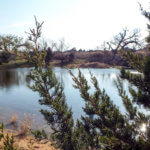 Hunting Land Cattle Pasture