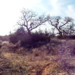 Hunting Land Cattle Pasture