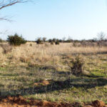 Hunting Land Cattle Pasture