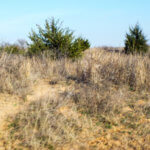 Hunting Land Cattle Pasture