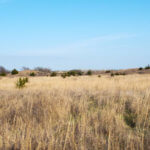 Hunting Land Cattle Pasture