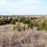 Hunting Land Cattle Pasture