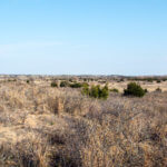 Hunting Land Cattle Pasture