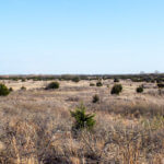 Hunting Land Cattle Pasture