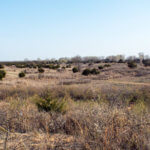 Hunting Land Cattle Pasture