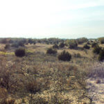 Hunting Land Cattle Pasture