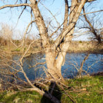 Hunting Land Cattle Pasture