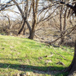 Hunting Land Cattle Pasture