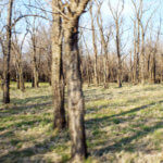 Hunting Land Cattle Pasture