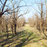 Hunting Land Cattle Pasture