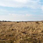 Hunting Land Cattle Pasture