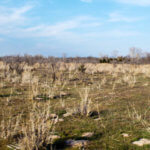 Hunting Land Cattle Pasture