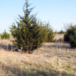 Hunting Land Cattle Pasture