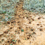 Hunting Land Cattle Pasture