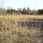 Hunting Land Cattle Pasture