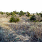 Hunting Land Cattle Pasture