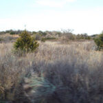 Hunting Land Cattle Pasture