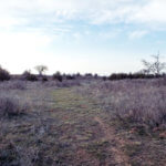 Hunting Land Cattle Pasture