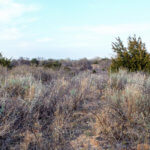 Hunting Land Cattle Pasture